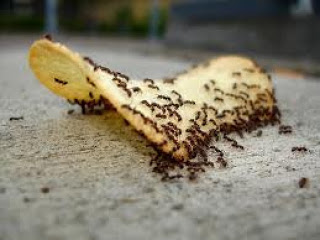 Απαλλάξου από τα μυρμήγκια με 3 απλά tips! - Φωτογραφία 1