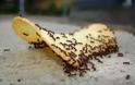 Απαλλάξου από τα μυρμήγκια με 3 απλά tips!