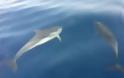 Βίντεο με δελφίναι στην θάλασσα του Κορινθιακού στη περιοχή της Ακράτας