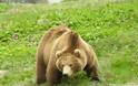 Αρκούδες κατασπαράζουν ζωικό κεφάλαιο στον Λειβαδίτη Ξάνθης