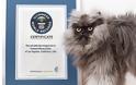 Ρεκόρ Γκίνες για τον πιο μαλλιαρό γάτο στον κόσμο! [Video]