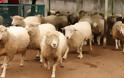 Θανατώθηκαν 400 πρόβατα με ευλογιά στην Ορεστιάδα