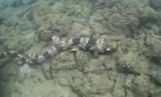 Εντοπίστηκε νέο είδος καρχαρία που... περπατάει [video] - Φωτογραφία 1