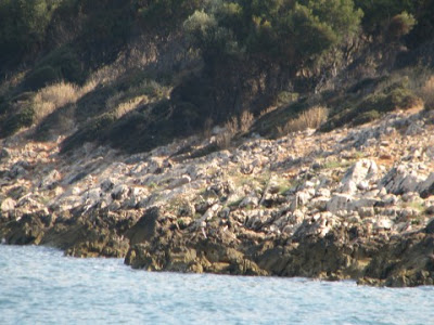 Aρχαίες Όλπες. Να ζήσουμε να τις θυμόμαστε... - Φωτογραφία 2