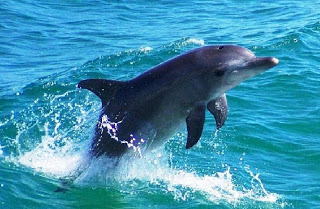 Δελφίνια ''έπαιζαν'' σε παραλία της Nαυπάκτου - Άναυδοι οι λουόμενοι - Φωτογραφία 1