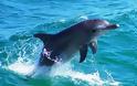 Δελφίνια ''έπαιζαν'' σε παραλία της Nαυπάκτου - Άναυδοι οι λουόμενοι