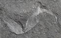 Απολίθωμα σκορπιού ηλικίας 360 εκατομμυρίων ετών