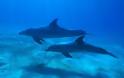 Καταφύγιο για φάλαινες και δελφίνια τα ύδατα της Ουρουγουάης