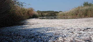 Tρομακτικό θέαμα στη λίμνη Ισμαρίδα – Δέκα τόνοι νεκρά ψάρια από άγνωστη αιτία - Φωτογραφία 1