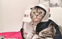 Η γάτα που ποζάρει σαν άνθρωπος σαρώνει το Διαδίκτυο! - Φωτογραφία 2