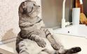 Η γάτα που ποζάρει σαν άνθρωπος σαρώνει το Διαδίκτυο! - Φωτογραφία 4