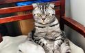 Η γάτα που ποζάρει σαν άνθρωπος σαρώνει το Διαδίκτυο! - Φωτογραφία 7