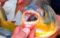 Ψάρι που τρώει ανθρώπινους όρχeις, βρέθηκε στο Σηκουάνα