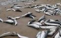 Κίνα: Τοξικά απόβλητα εργοστασίου σκότωσαν εκατοντάδες χιλιάδες ψάρια
