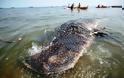 Νεαρός φαλαινοκαρχαρίας νεκρός στις Φιλιππίνες