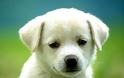 Ανθρώπινο κτήνος κρέμασε σκύλο στο Ελευθέρι Θεσπρωτίας - Προσοχή σκληρή εικόνα