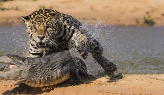 Συγκλονιστικές εικόνες: Ιαγουάρος τα βάζει με αλιγάτορα - Φωτογραφία 1