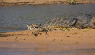 Συγκλονιστικές εικόνες: Ιαγουάρος τα βάζει με αλιγάτορα - Φωτογραφία 4