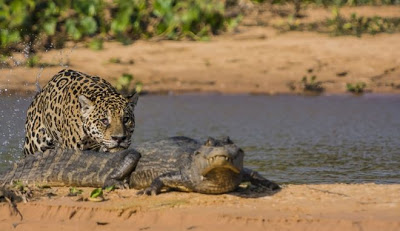 Συγκλονιστικές εικόνες: Ιαγουάρος τα βάζει με αλιγάτορα - Φωτογραφία 5