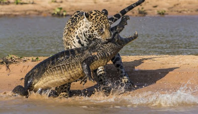 Συγκλονιστικές εικόνες: Ιαγουάρος τα βάζει με αλιγάτορα - Φωτογραφία 7
