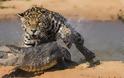 Συγκλονιστικές εικόνες: Ιαγουάρος τα βάζει με αλιγάτορα - Φωτογραφία 1