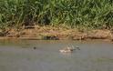 Συγκλονιστικές εικόνες: Ιαγουάρος τα βάζει με αλιγάτορα - Φωτογραφία 3