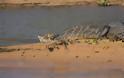 Συγκλονιστικές εικόνες: Ιαγουάρος τα βάζει με αλιγάτορα - Φωτογραφία 4