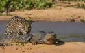 Συγκλονιστικές εικόνες: Ιαγουάρος τα βάζει με αλιγάτορα - Φωτογραφία 5