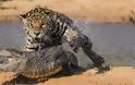Συγκλονιστικές εικόνες: Ιαγουάρος τα βάζει με αλιγάτορα - Φωτογραφία 6