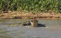 Συγκλονιστικές εικόνες: Ιαγουάρος τα βάζει με αλιγάτορα - Φωτογραφία 8
