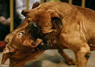 Πάτρα: Σκυλιά θυσιάζονται για να τζογάρουν «άρρωστοι»! - Χιλιάδες ευρώ στις κυνoμαχίες - Φωτογραφία 1