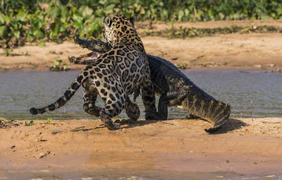 Απίστευτες εικόνες από την επίθεση ενός jaguar σε αλιγάτορα - Φωτογραφία 6