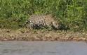 Απίστευτες εικόνες από την επίθεση ενός jaguar σε αλιγάτορα