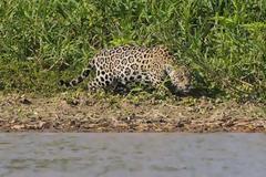 Απίστευτες εικόνες από την επίθεση ενός jaguar σε αλιγάτορα