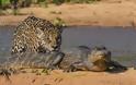Απίστευτες εικόνες από την επίθεση ενός jaguar σε αλιγάτορα - Φωτογραφία 4