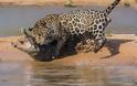 Απίστευτες εικόνες από την επίθεση ενός jaguar σε αλιγάτορα - Φωτογραφία 5