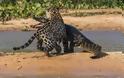 Απίστευτες εικόνες από την επίθεση ενός jaguar σε αλιγάτορα - Φωτογραφία 6