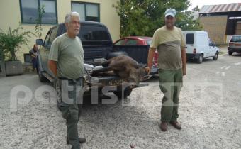 Hλεία: Συμπλοκή θηροφυλάκων με λαθροκυνηγούς! - Φωτογραφία 2