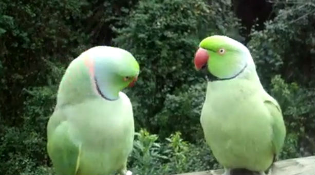 VIDEO: Διάλογος μεταξύ... παπαγάλων! - Φωτογραφία 1