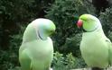 VIDEO: Διάλογος μεταξύ... παπαγάλων!