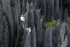 Το μεγαλύτερο «πέτρινο δάσος» του κόσμου!