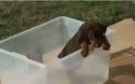 VIDEO: Σκυλάκια τα βάζουν με… κουτιά!