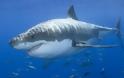 VIDEO: Οι μαγνήτες προστατεύουν από τους καρχαρίες