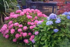 Ορτανσία... ο θάμνος λουλούδι!