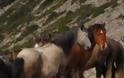 Σκότωσαν εννέα άγρια άλογα στην Κορινθία!