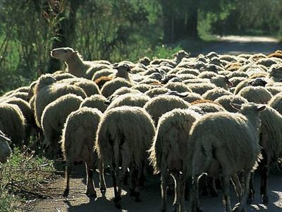 Έκλεψαν πρόβατα και αρνιά… - Φωτογραφία 1