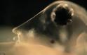 Σοκαριστικές φωτογραφίες από μικροσκόπιο – Αυτά τα “τέρατα” είναι μέσα στο νερό που πίνουμε - Φωτογραφία 1