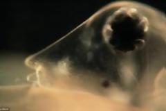 Σοκαριστικές φωτογραφίες από μικροσκόπιο – Αυτά τα “τέρατα” είναι μέσα στο νερό που πίνουμε