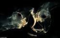 Σοκαριστικές φωτογραφίες από μικροσκόπιο – Αυτά τα “τέρατα” είναι μέσα στο νερό που πίνουμε - Φωτογραφία 2