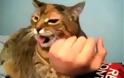 VIDEO: Μια γάτα που νιαορίζει ...περίεργα!!!